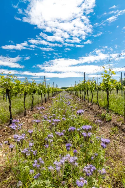 Цветочные Интервалы Органическом Винограднике Моравия Чехия — стоковое фото