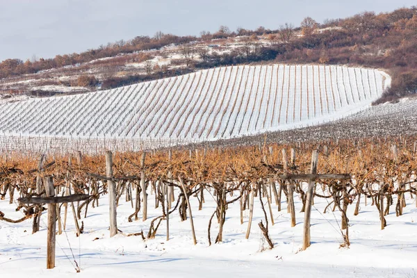 Vinice Blízkosti Sarospatak Tokaj Region Maďarsko — Stock fotografie