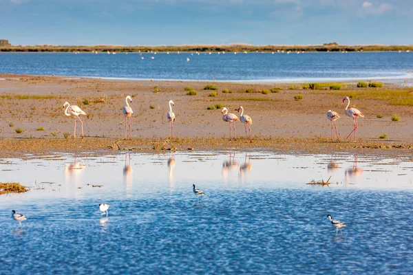 National Park Camargue Provence France — Stock Photo, Image