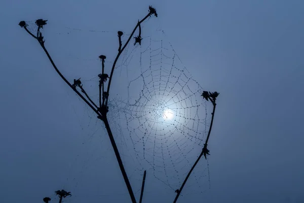 Spider Web Sunrise Sun — Stock Photo, Image