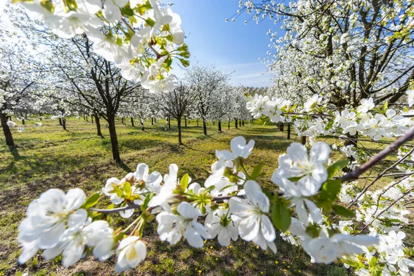 Kwitnący Sad Wiśniowy Pobliżu Cejkovice Morawy Południowe Czechy — Zdjęcie stockowe