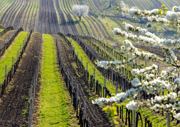 Cereza Con Viña Cerca Cejkovice Moravia Del Sur República Checa —  Fotos de Stock