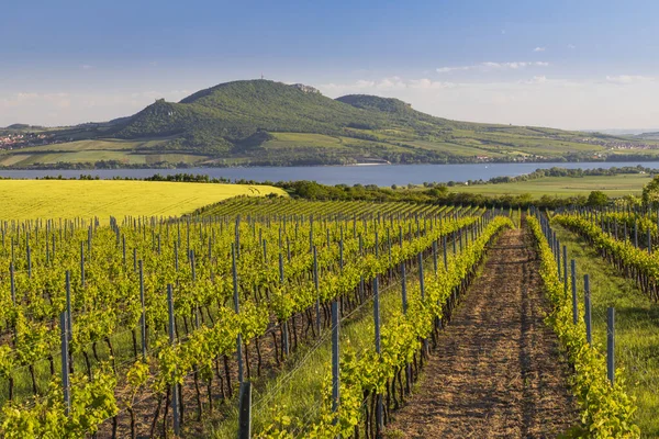 Viñedos Primavera Bajo Palava Cerca Sonberk Moravia Del Sur República —  Fotos de Stock