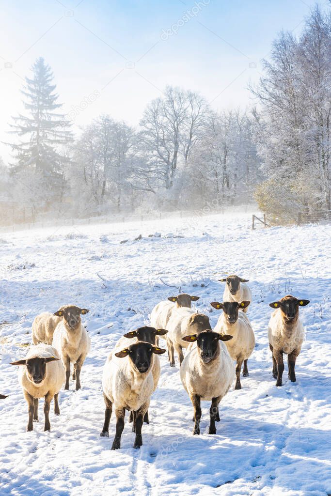 Sheep in Orlicke hory, Eastern Bohemia, Czech Republic