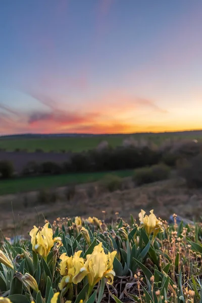 Dwarf Iris Pusty Kopec Konic Közel Znojmo Dél Morvaország Csehország — Stock Fotó