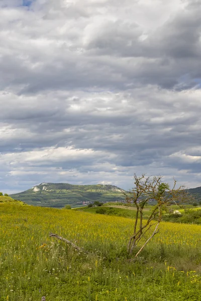 Пейзаж Рядом Dolni Dunajovice Palava Region Южная Моравия Чехия — стоковое фото