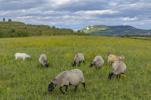 Owce Krajobrazie Wiosennym Pobliżu Dolni Dunajovice Region Palava Morawy Południowe — Zdjęcie stockowe