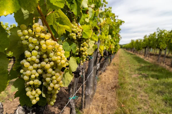 Traubengelber Muskateller Der Region Tokaj Unesco Stätte Ungarn — Stockfoto