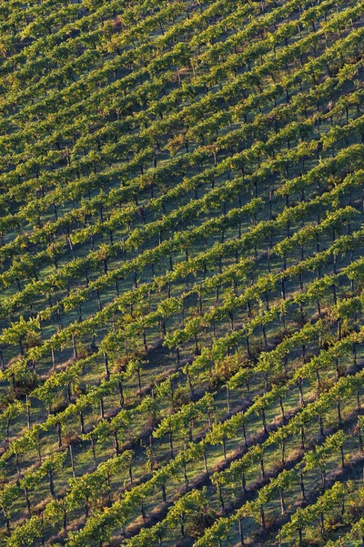 Vinhedo Perto San Gimignano Toscana Itália — Fotografia de Stock