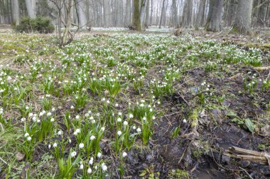 İlkbahar ormanı ilkbahar kar tanesi, Vysocina, Çek