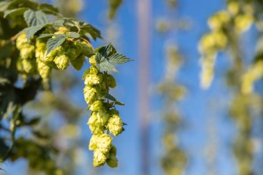 Çek Cumhuriyeti 'nin Zatec bölgesinde sıçrama alanı