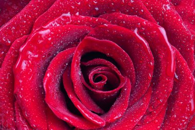 Bir buket taze gül, çiçek arkaplanı.