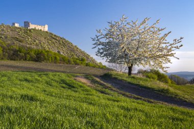 Pavlov yakınlarındaki bahar manzarası Palava, Güney Moravya, Çek Cumhuriyeti 'nde Devicky kalıntıları ile