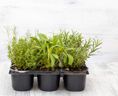 Biberiye, kekik, adaçayı, İtalyan gülü ve marjoram.