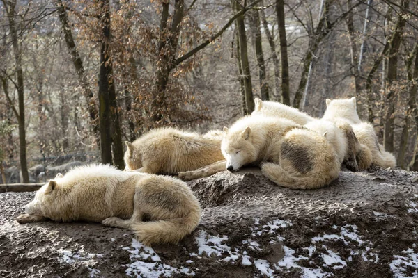 Wilki Zimą Zoo Brno — Zdjęcie stockowe