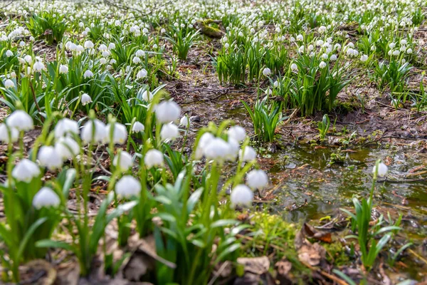 Início Primavera Floresta Com Floco Neve Primavera Vysocina República Checa — Fotografia de Stock