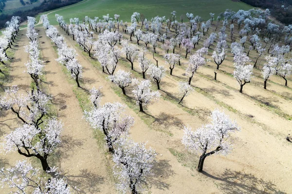 Huerto Almendros Hustopece Moravia Del Sur República Checa — Foto de Stock