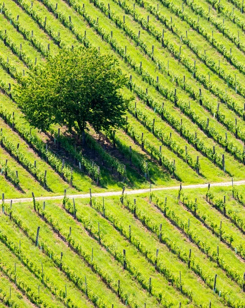 Vinice Rakouských Slovinských Hranicích Štýrsku — Stock fotografie