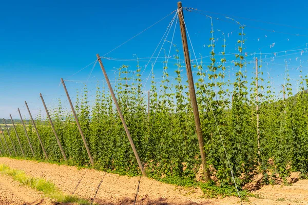 Hop Field Regio Zatec Tsjechië — Stockfoto