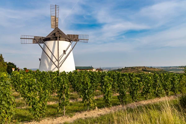 Vignoble Près Windmill Retz Basse Autriche Autriche — Photo