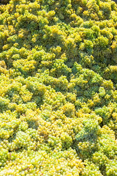 Vineyard Time Harvest Retz Austria — Stock Photo, Image