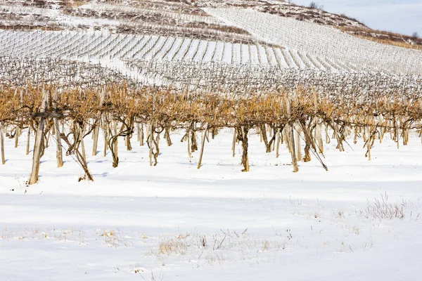 Vinhas Perto Sarospatak Região Tokaj Hungria — Fotografia de Stock