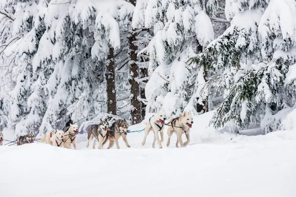 Sledge Dogging Sedivacek Long Czech Republic — Stock Photo, Image