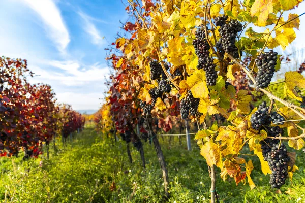 Viñedos Otoño Blatnice Pod Svatym Antoninkem Moravia Del Sur República —  Fotos de Stock