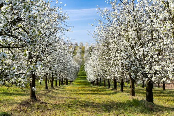 Blommande Körsbärsträdgård Nära Cejkovice Södra Mähren Tjeckien — Stockfoto