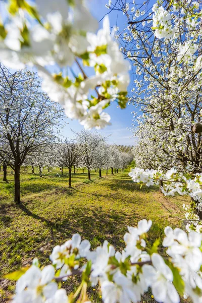 チェコ共和国南モラヴィアのケヤコヴィツェ近くの桜の果樹園 — ストック写真