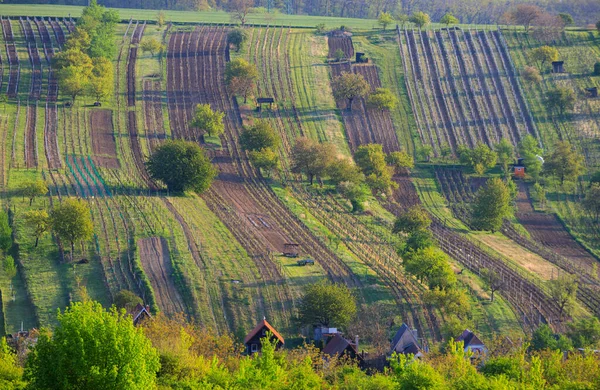 Spring Vineyard Mutenice Southern Moravia Czech Republic — Stock Photo, Image