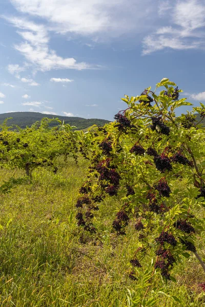 Κτηνοτροφία Elderberry Στην Περιοχή Tokaj Βόρεια Ουγγαρία — Φωτογραφία Αρχείου