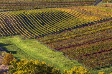 Velke Bilovice yakınlarındaki Moravya üzüm bağlarında sonbahar, Çek Cumhuriyeti