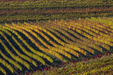 Velke Bilovice yakınlarındaki Moravya üzüm bağlarında sonbahar, Çek Cumhuriyeti