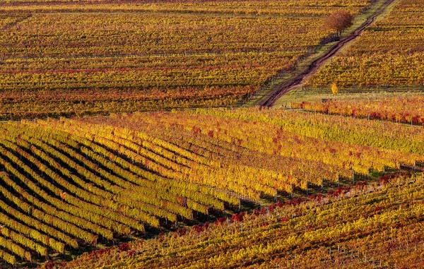 Herbst Mährischen Weinbergen Bei Velke Bilovice Südmähren Tschechische Republik — Stockfoto