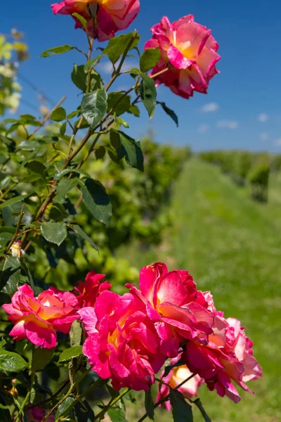 Rózsa Szőlőültetvényen Polesovice Dél Morvaország Csehország — Stock Fotó