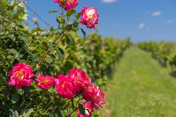 Üzüm bağında güller, Polonya, Güney Moravya, Çek Cumhuriyeti