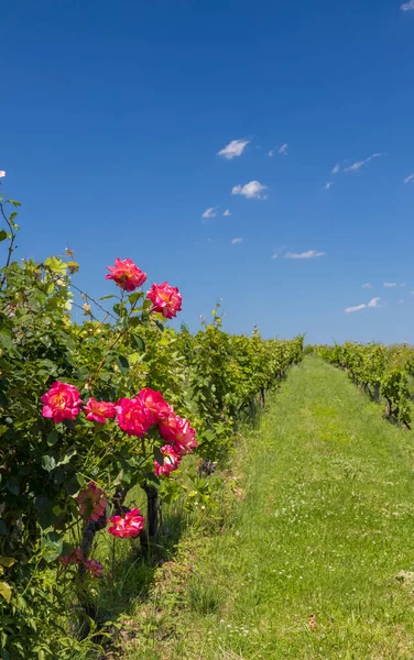 Roses Vineyard Polesovice Southern Moravia Czech Republic — Stock Photo, Image