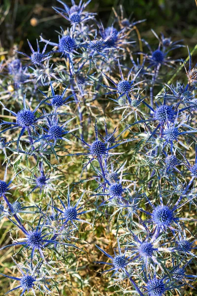 Modrá Bodláka Květy Eryngia Národní Park Abruzzo Barrey Lazio Molis — Stock fotografie