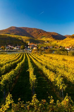 Avusturya 'nın Wachau bölgesinde sonbahar üzüm bağı ve Spitz