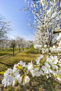 Cejkovice, Güney Moravya, Çek Cumhuriyeti yakınlarında çiçek açan kiraz bahçesi