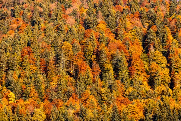 Őszi Erdő Közelében Dachstein Ausztriában — Stock Fotó