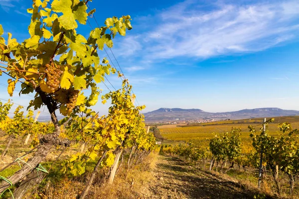 Viñedos Ryzlink Vlasky Región Palava Sur Moravia República Checa — Foto de Stock