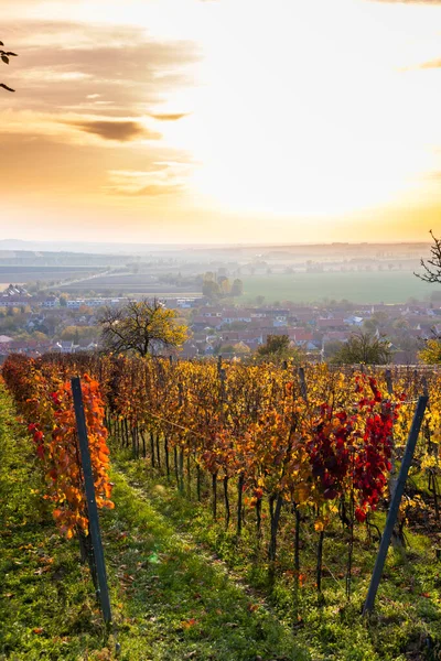 Viñedos Otoño Blatnice Pod Svatym Antoninkem Moravia Del Sur República —  Fotos de Stock