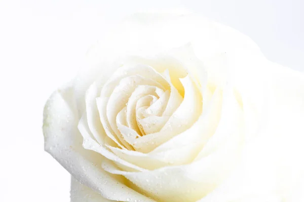 Rosa Bianca Sfondo Bianco — Foto Stock