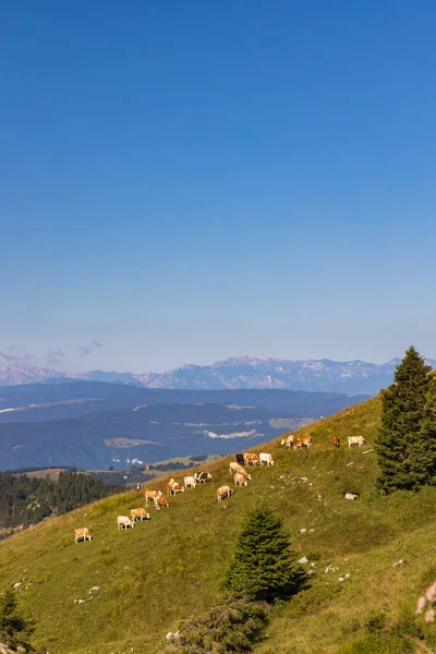 Літній Пейзаж Поблизу Монте Граппа Північна Італія — стокове фото