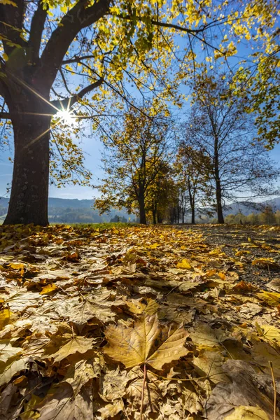 Autumn Alley Banhorvati Northern Hungary Hungary — Stock Photo, Image