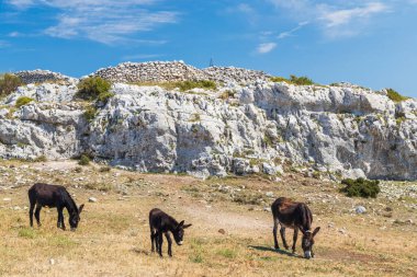 Monte Sant Angelo yakınlarındaki Eşek, Apulia bölgesi, İtalya