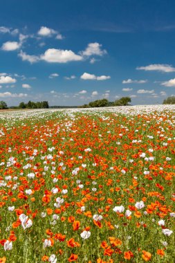 Haşhaş tarlası, Vysoocina Zdar nad Sazavou yakınlarında, Çek Cumhuriyeti