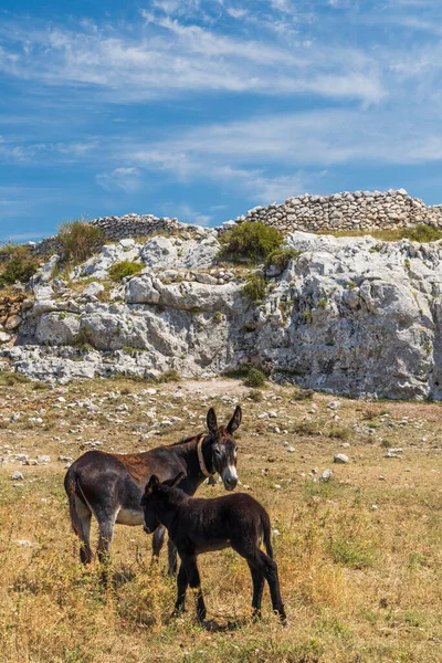 意大利Apulia地区Monte Sant Angelo附近的驴子 — 图库照片